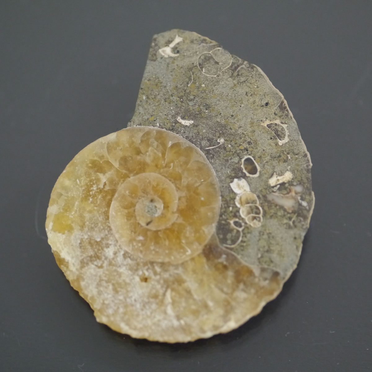 楽天市場】アンモナイト カット 化石の通販