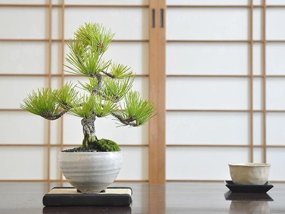 三河黒松 みかわクロマツの盆栽｜盆栽妙 – 盆栽妙 本店