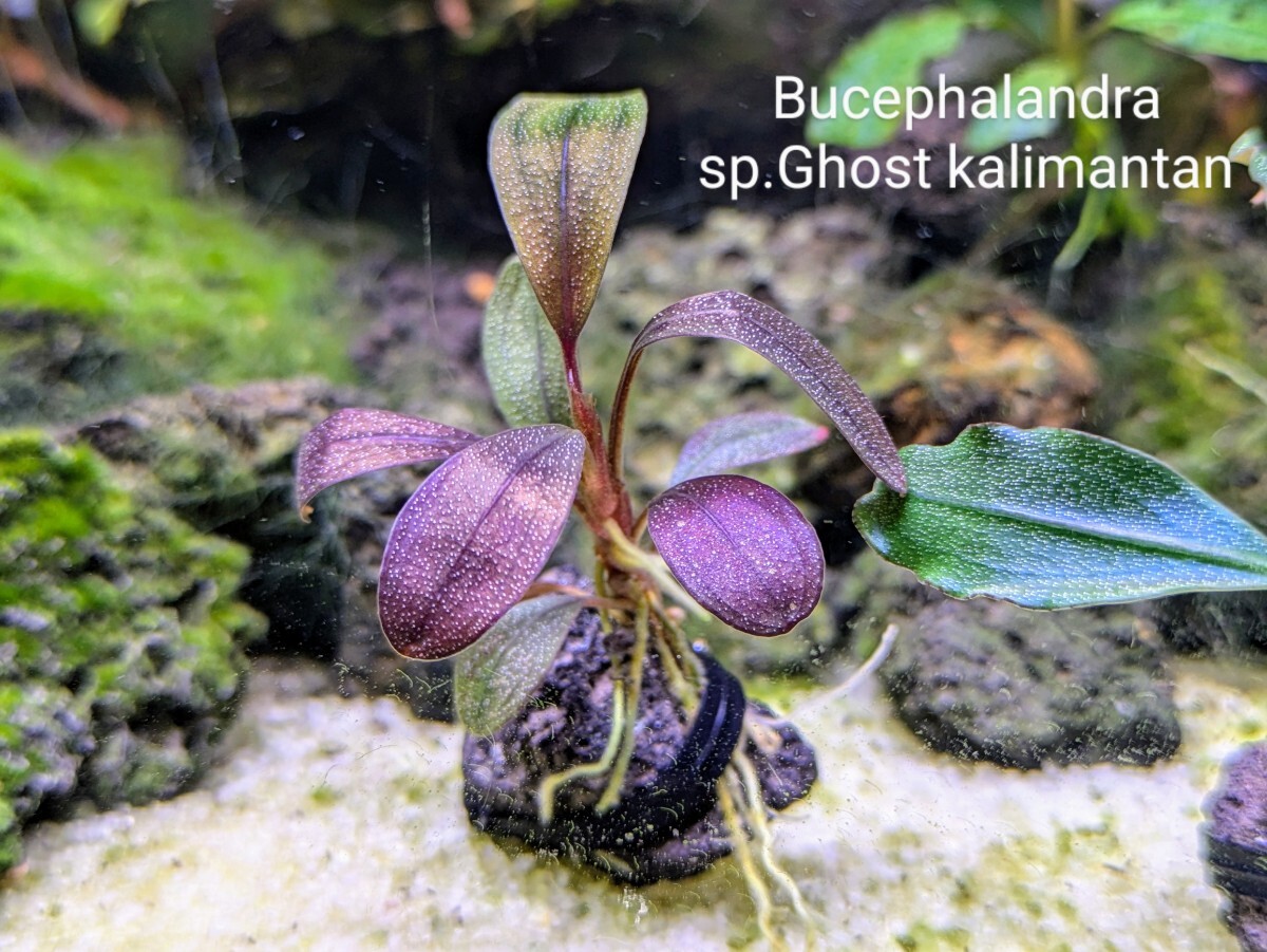 ブセファランドラsp Ghost kalimantan（ゴーストカリマンタン）完全