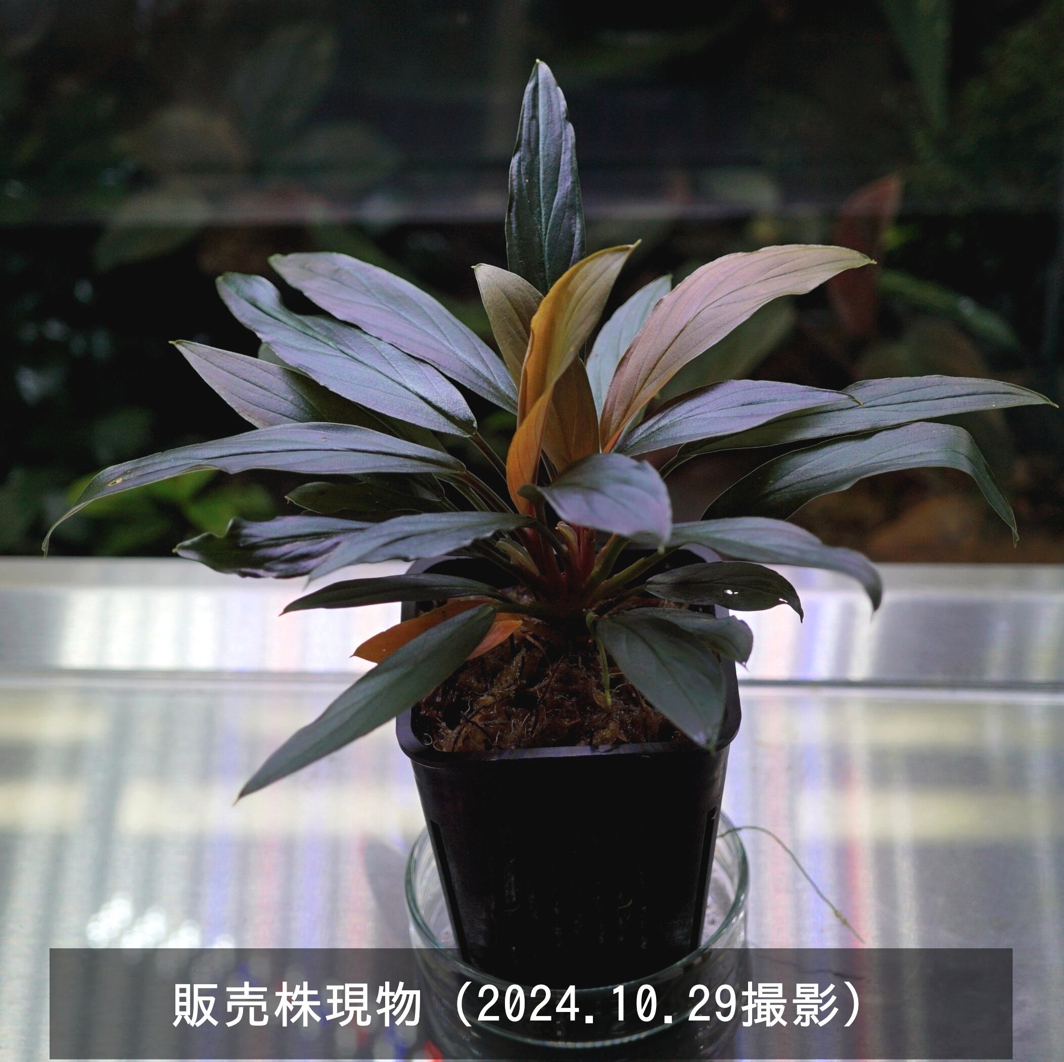 特選親株】ホマロメナsp.“濡烏” Homalomena【LA0518-02】 | ブルー