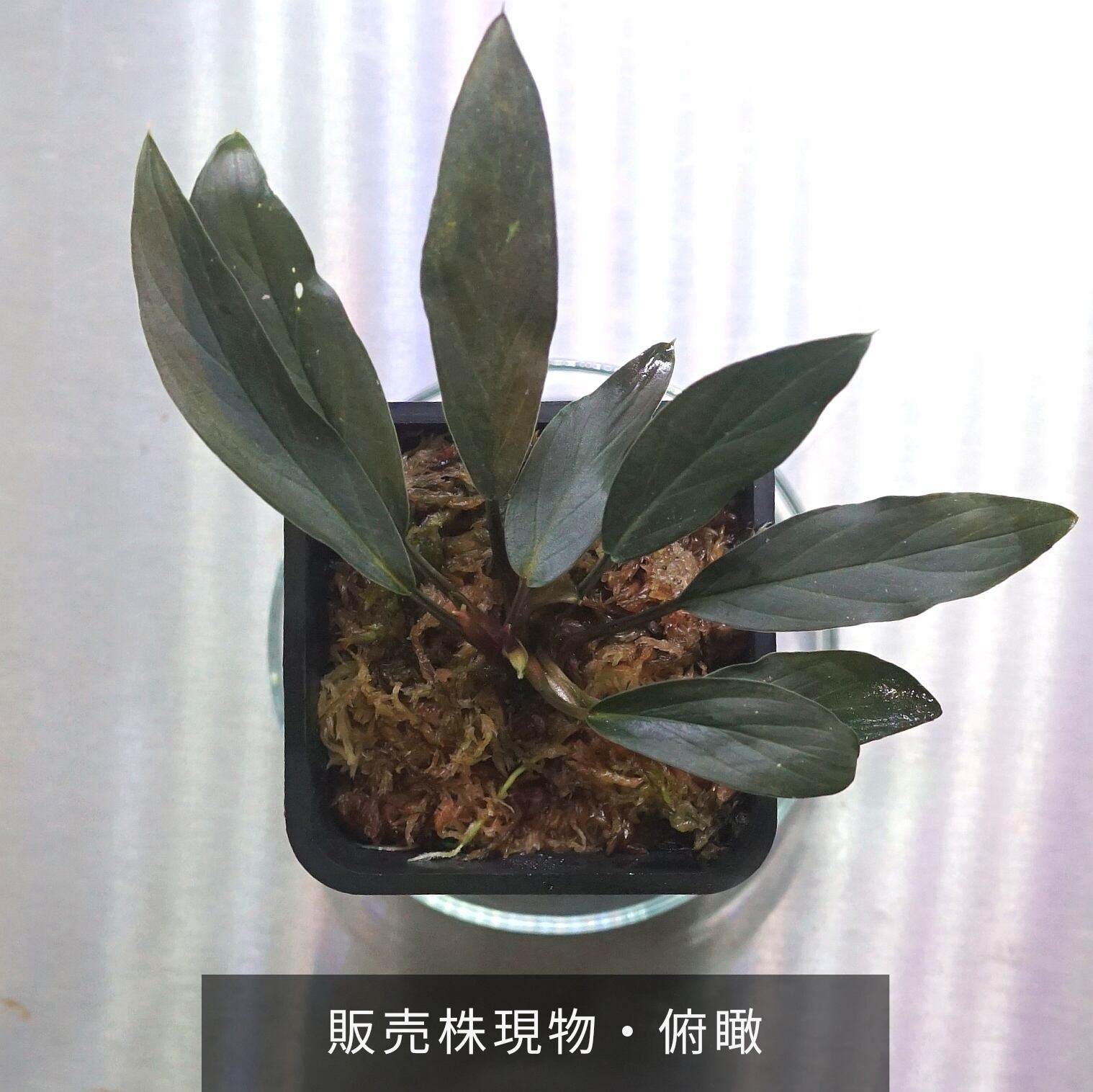 ホマロメナsp.“濡烏” Homalomena【LA0518-02】No-002 | ブルーゲッコー