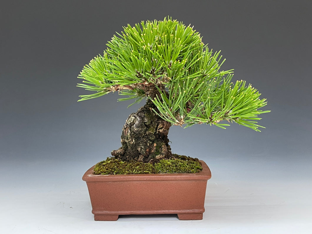 盆栽・黒松 Bonsai Blackpine – bonsailife686868