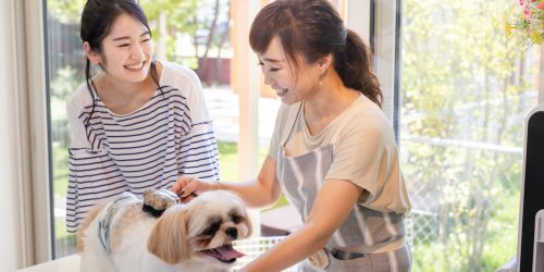 2025年版】トリマー初心者におすすめのトリミングハサミを種類別