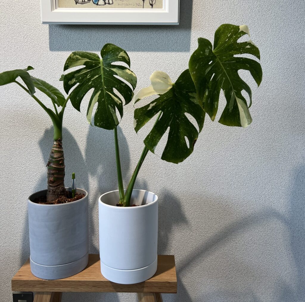 モンステラ・デリシオーサ 'タイコンステレーション(イエロー