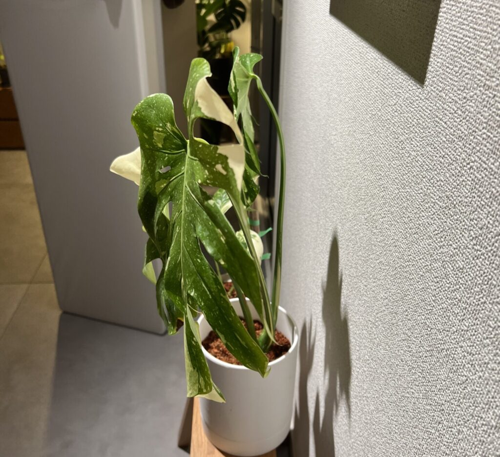 モンステラ・デリシオーサ 'タイコンステレーション(イエロー