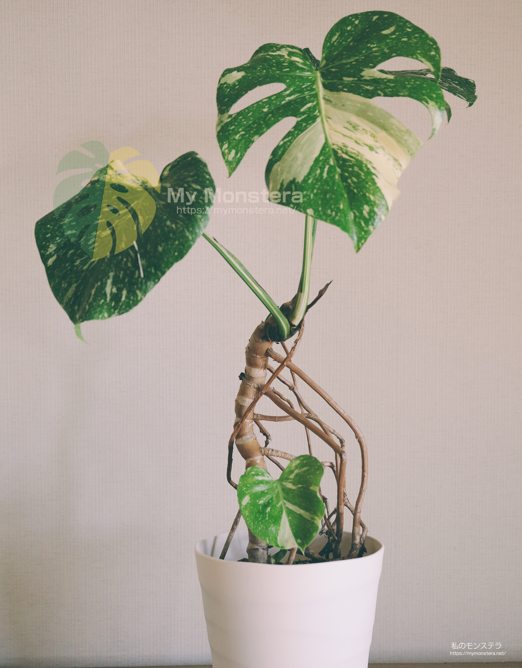 モンステラデリシオーサタイコンステレーション( Monstera​ Deliciosa