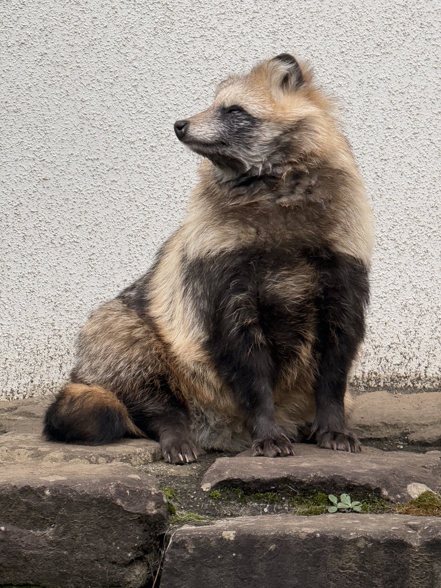 アロハタヌキ 八ヶ岳高原の四季: 美形の狸（タヌキ）